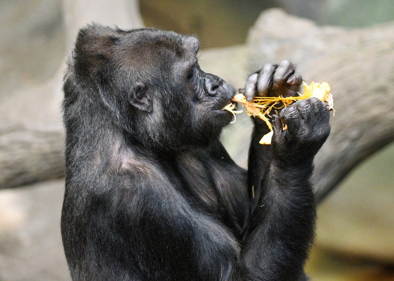 Binti Jua, a western lowland gorilla at Brookfield Zoo, enjoys a seasonal treat—pumpkin filling and seeds. 