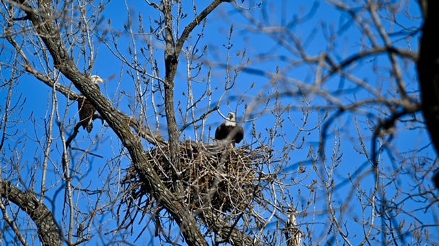Eagles nesting at White Rock Lake