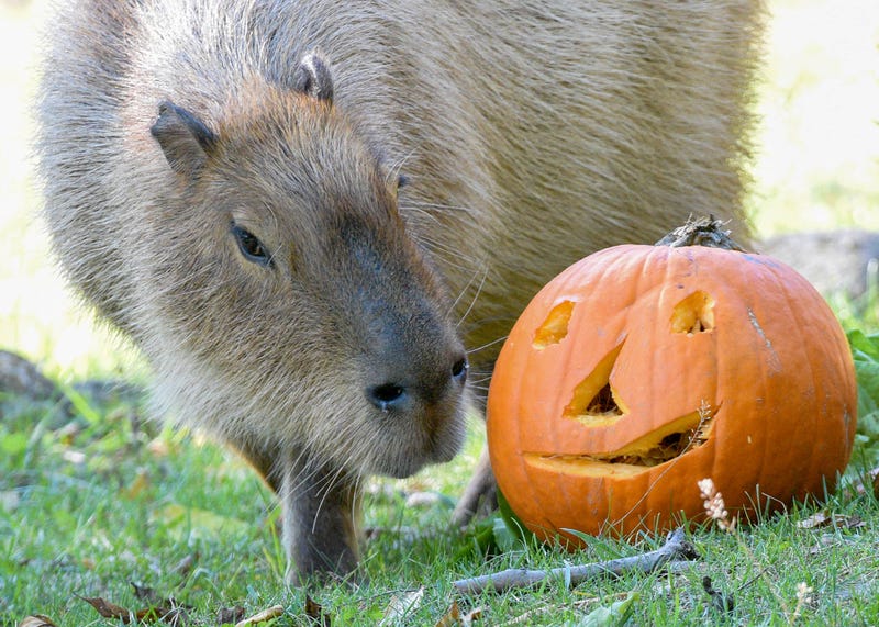One of Brookfield Zoo’s capybaras eyeing a carved out pumpkin.