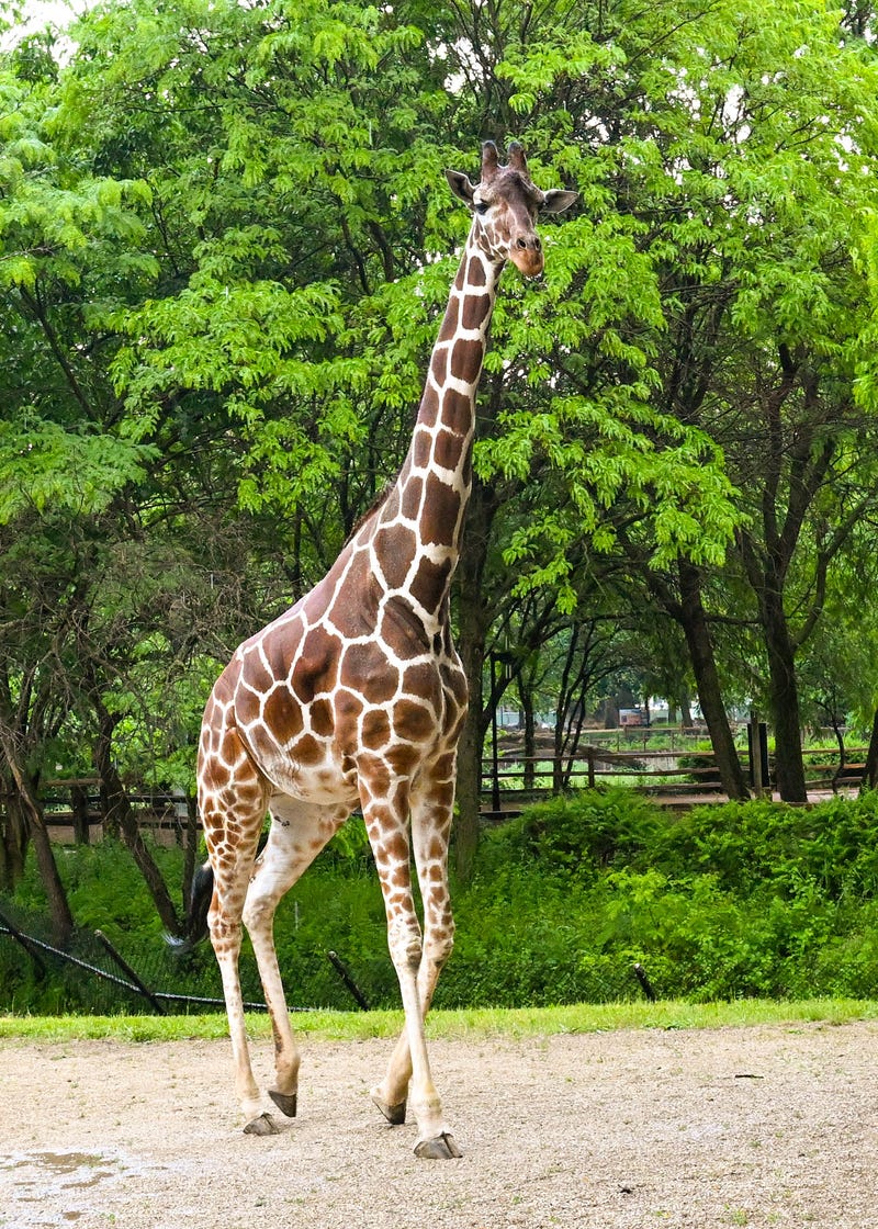 giraffe
