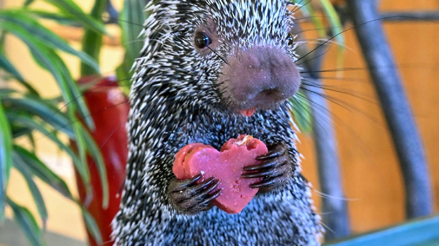 Don’t worry: Animals at Brookfield Zoo had a valentine, too