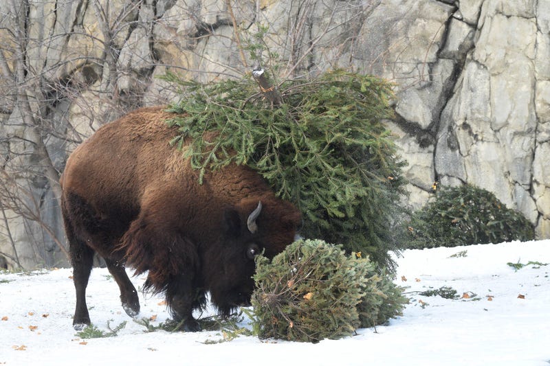 The bison at Brookfield Zoo received Christmas trees for enrichment. They seemed to enjoy rubbing their horns on the trees and even flipping them up in the air.