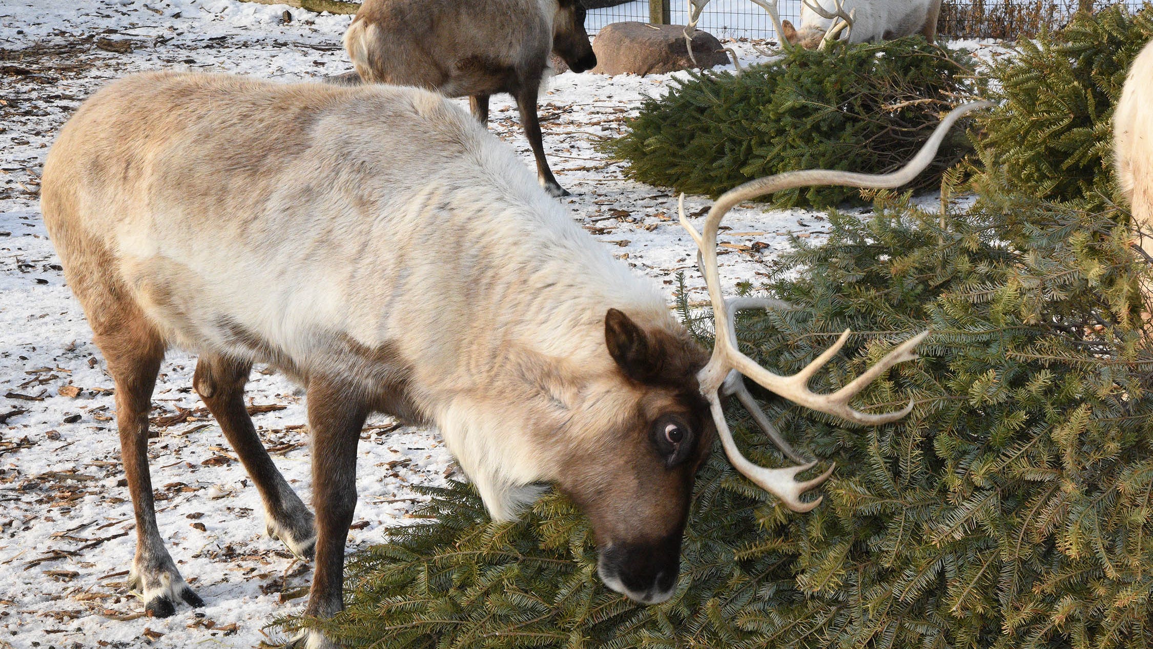 VIDEO: Animals at Brookfield Zoo enjoy Christmas tree enrichment