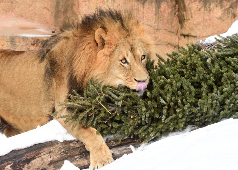 Brutus, a 4-year-old African lion at Brookfield Zoo, gets ready to dig out a bone hidden in the branches of a Christmas tree he received for enrichment.