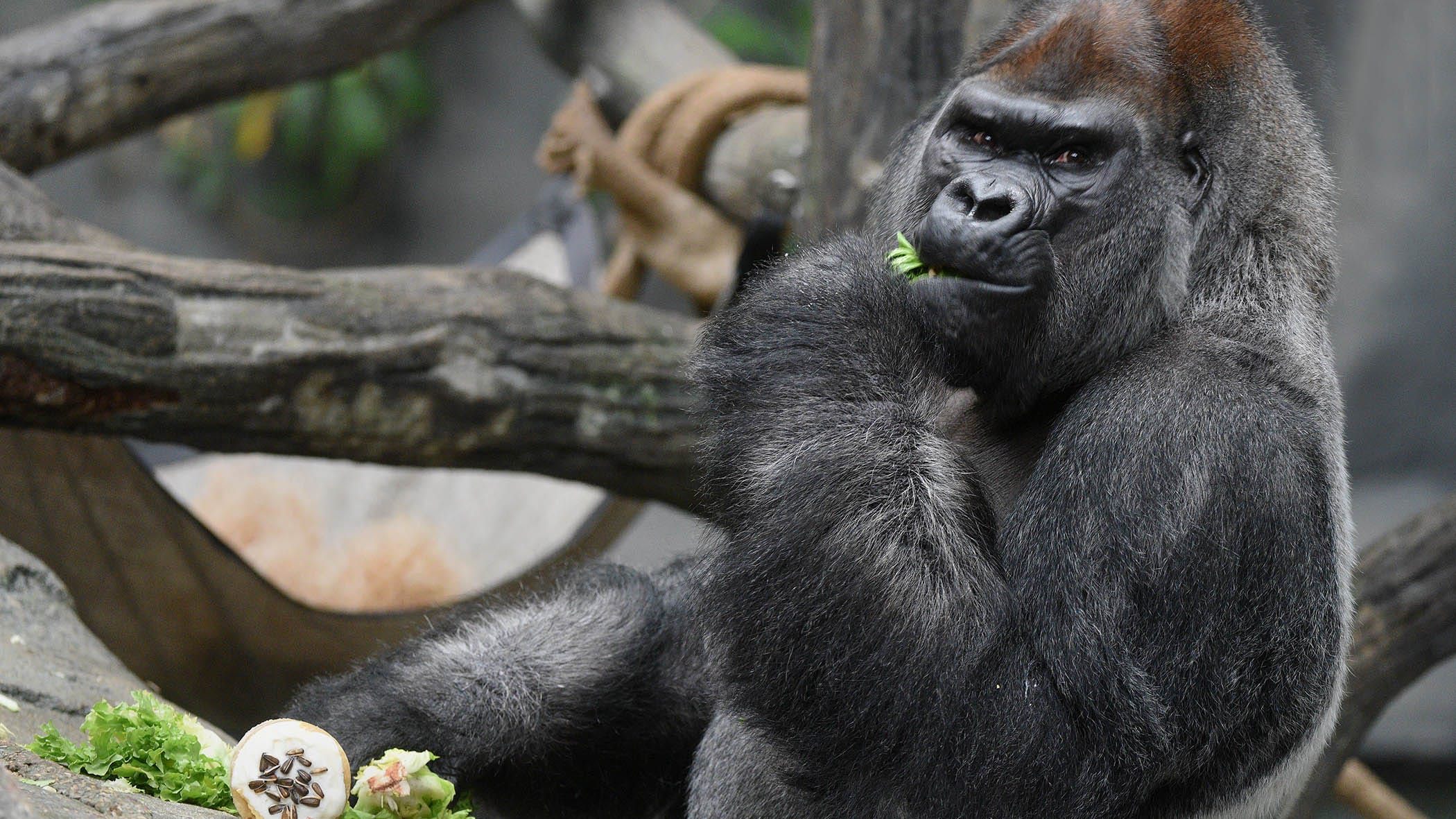 Body of gorilla that recently died at Brookfield Zoo will go to Field Museum for scientific study