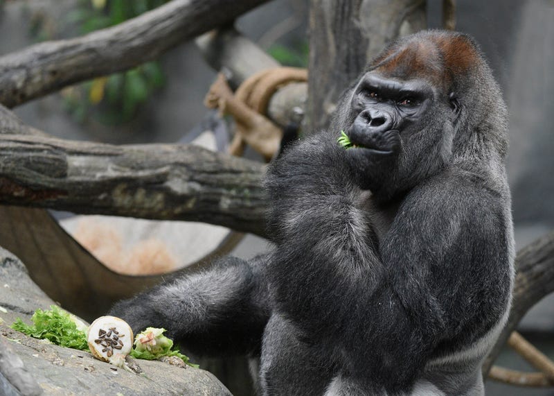 Brookfield Zoo