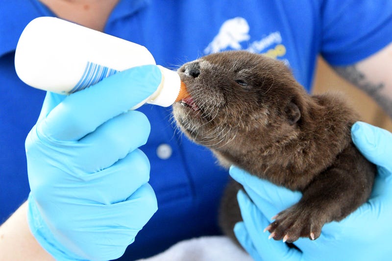 A North American river otter, born on January 20 at Brookfield Zoo is doing well. Staff made the decision to intervene and hand-rear him after it was determined his mom was not able to provide him with the proper nourishment he needed.