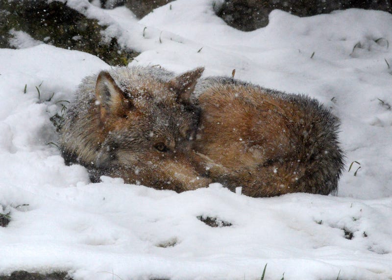 Mexican wolves curl up in the snow at Brookfield Zoo Chicago.