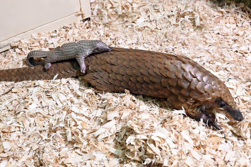 Pangolin pup and mother