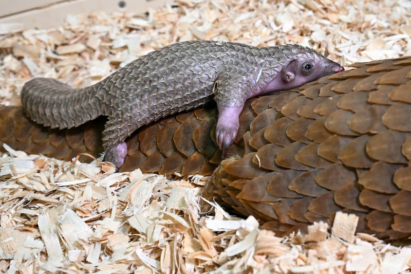Pangolin pup