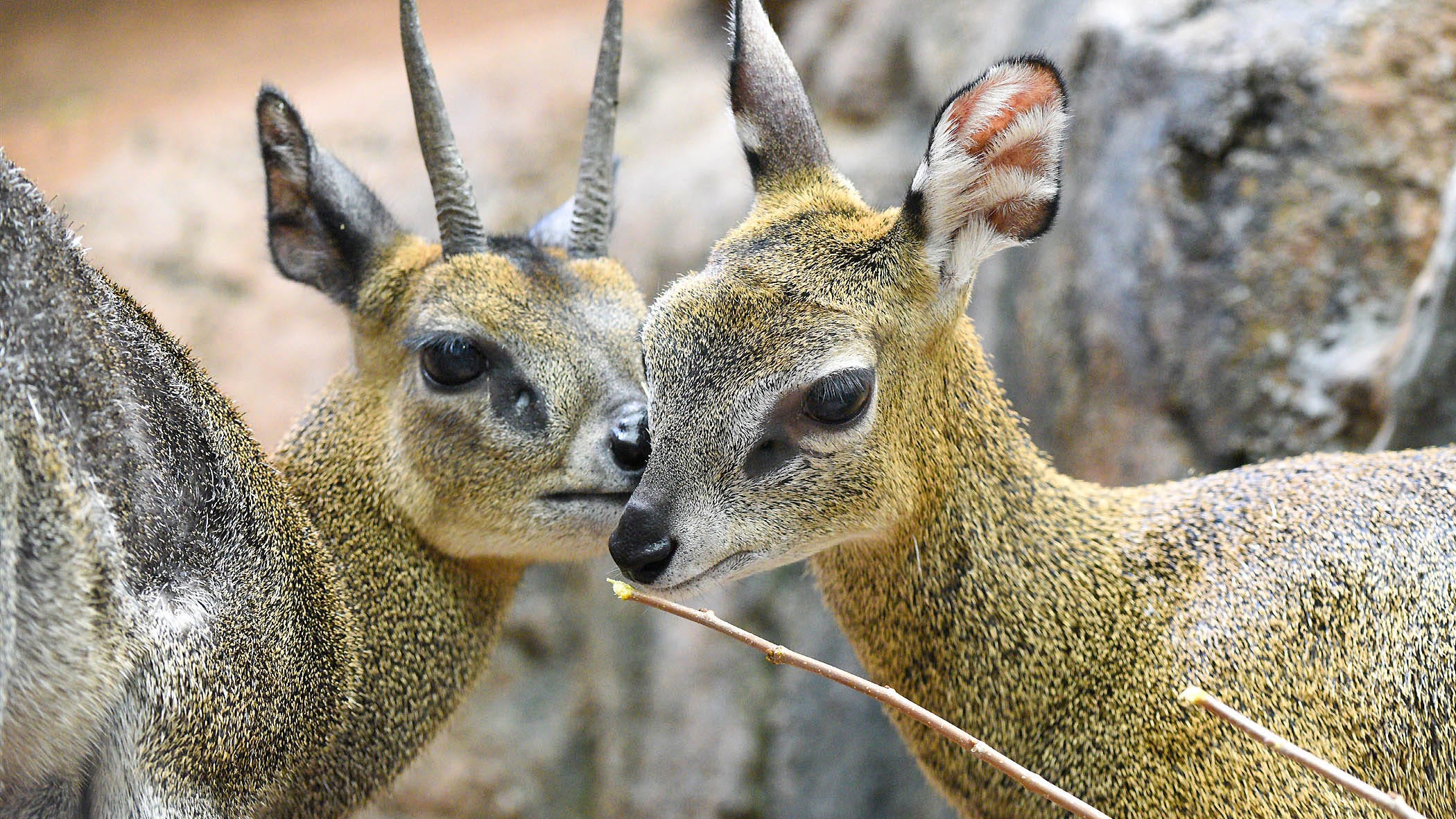 Brookfield Zoo welcomes female klipspringer from Lincoln Park Zoo