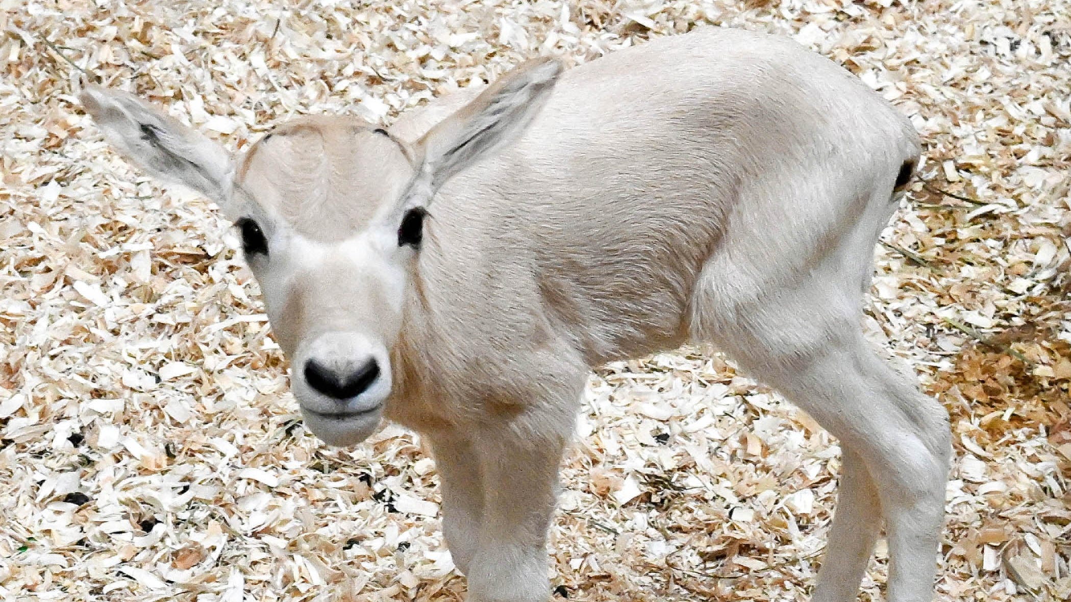Photos: Endangered African antelope born at Brookfield Zoo