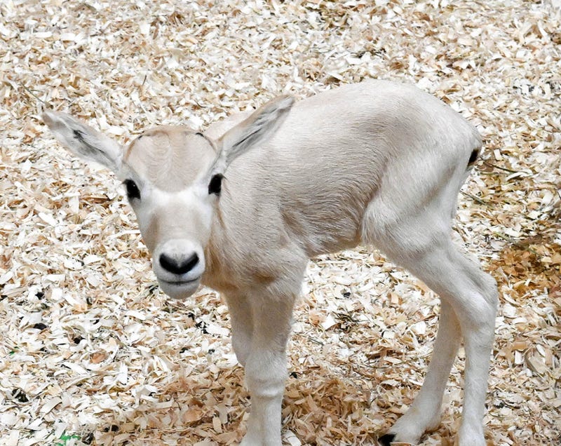 African antelope