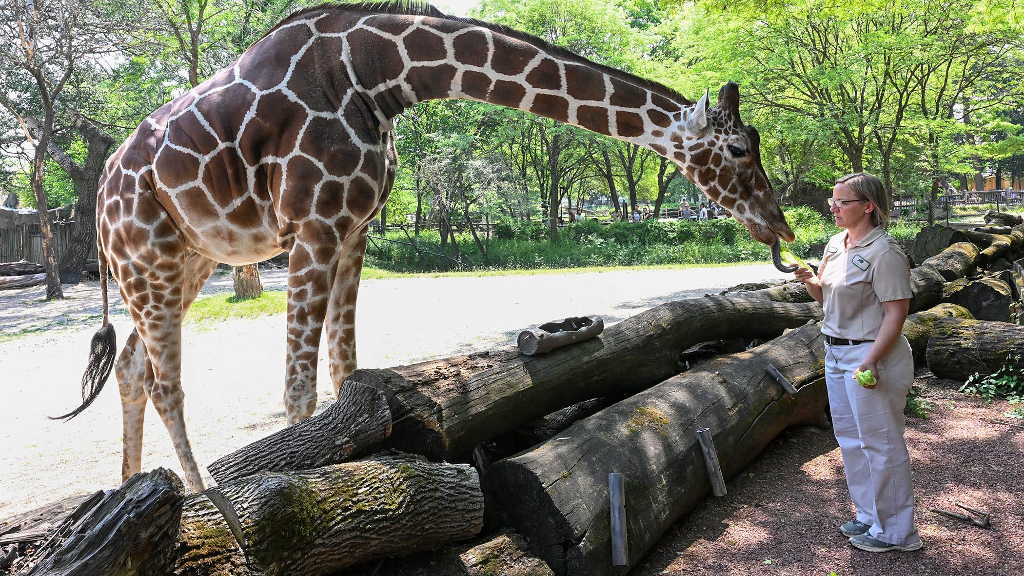 Endangered giraffe at Brookfield Zoo is expecting