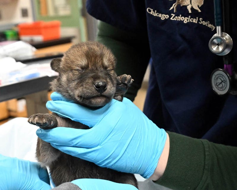 Mexican wolf