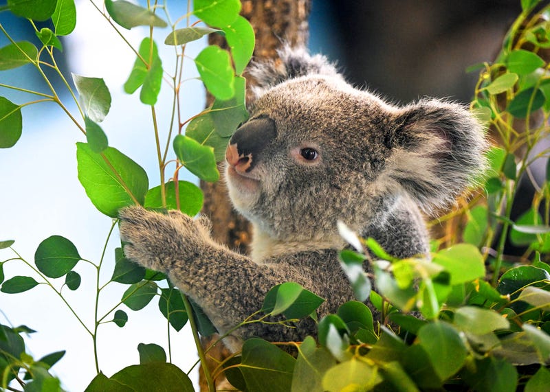 Koalas are one of only a few animals that eat eucalyptus leaves, which are very toxic to most other animals.