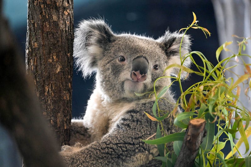 Brumby, one of two new koalas who made their public debut at the Brookfield Zoo Chicago.