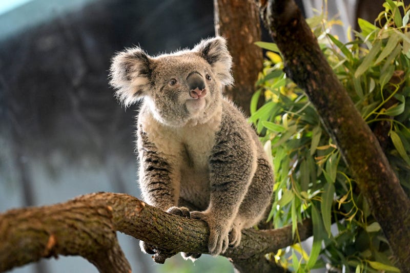 Zoo officials said Brumby can be easily differentiated from fellow koala Willum due to the large, pink spot on Brumby's nose.