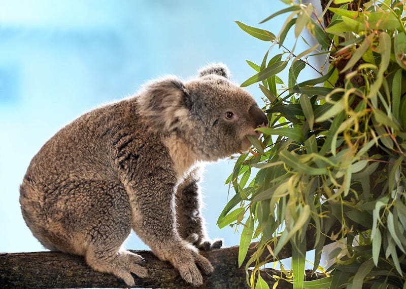 Brumby and Willum were born at the San Diego Zoo in 2022.