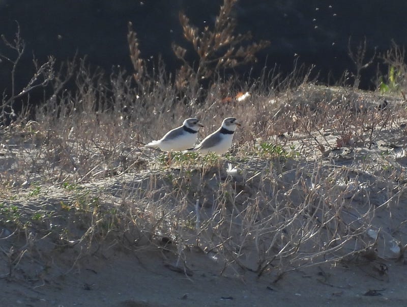Chicago's celebrity piping plover Imani has some company on Montrose Harbor: A new, male piping plover has arrived on the beach, and the two have appeared to face off with some territorial behavior.