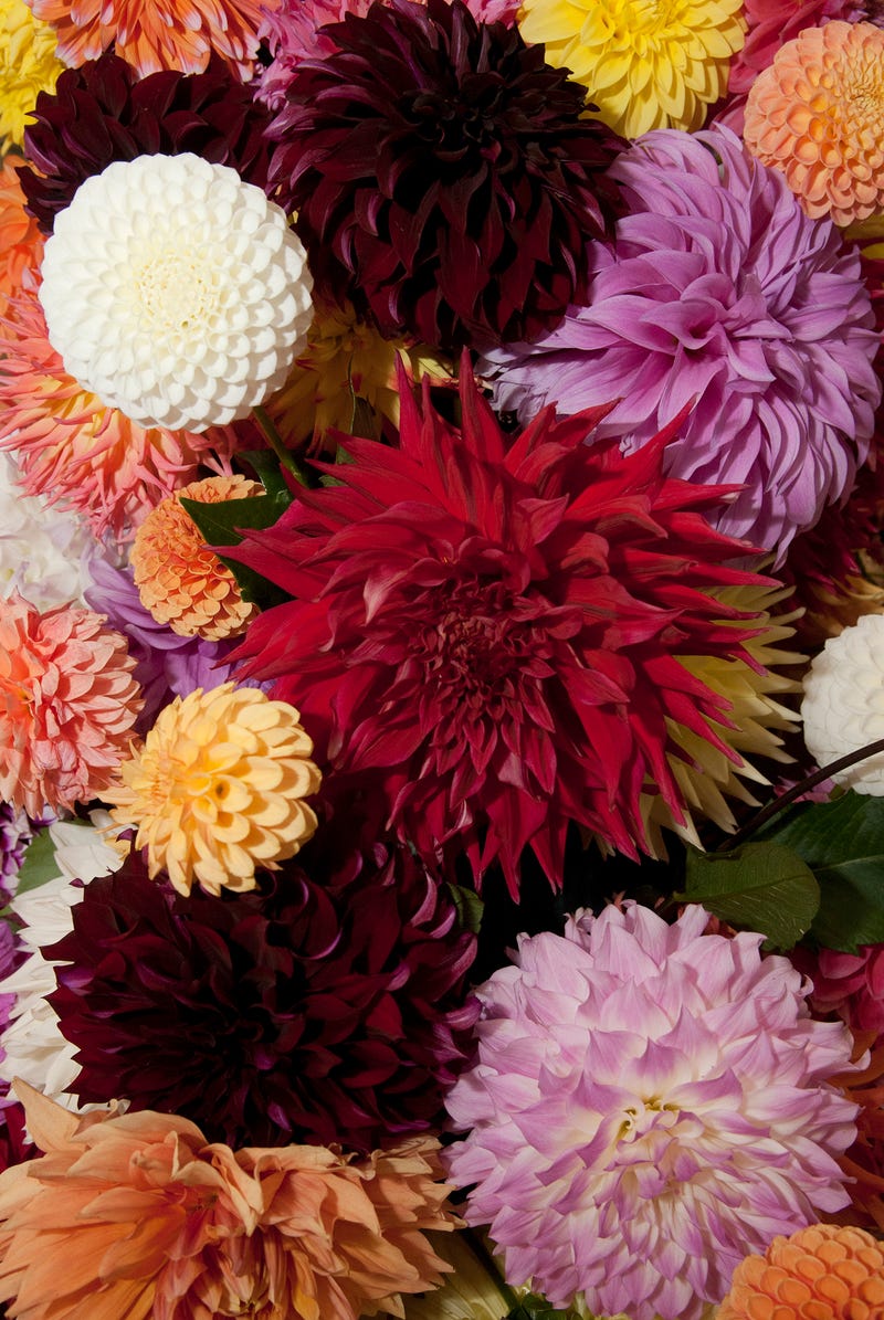 flowers
