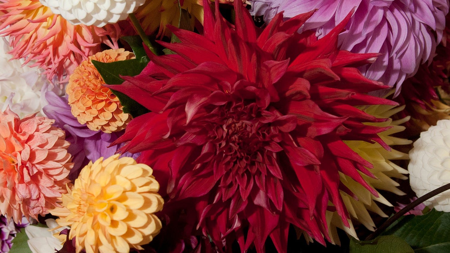 LISTEN: Add drama to your garden by using dahlias