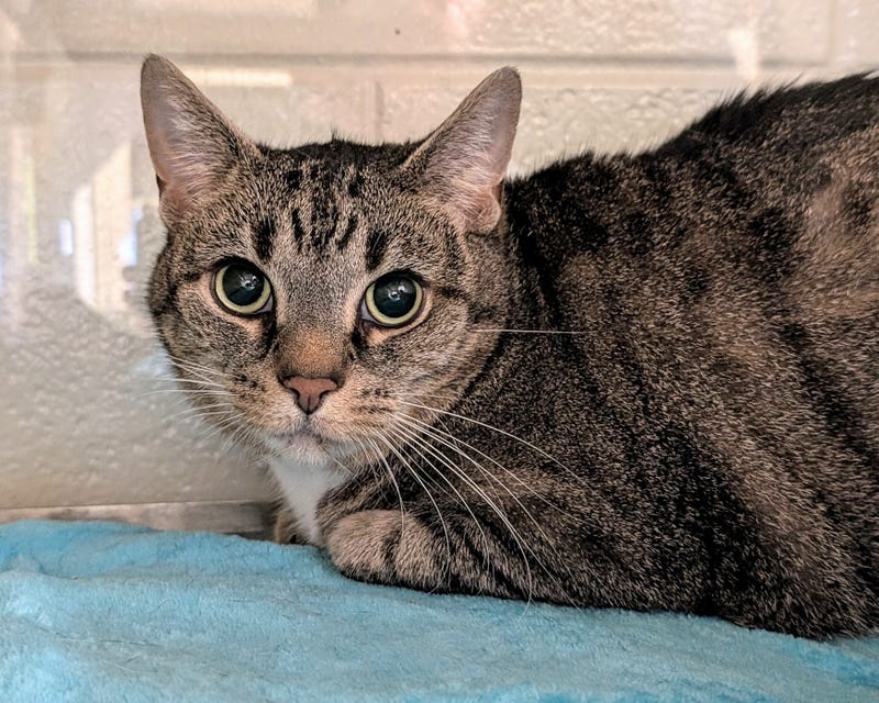 ADOPT DAI DAI