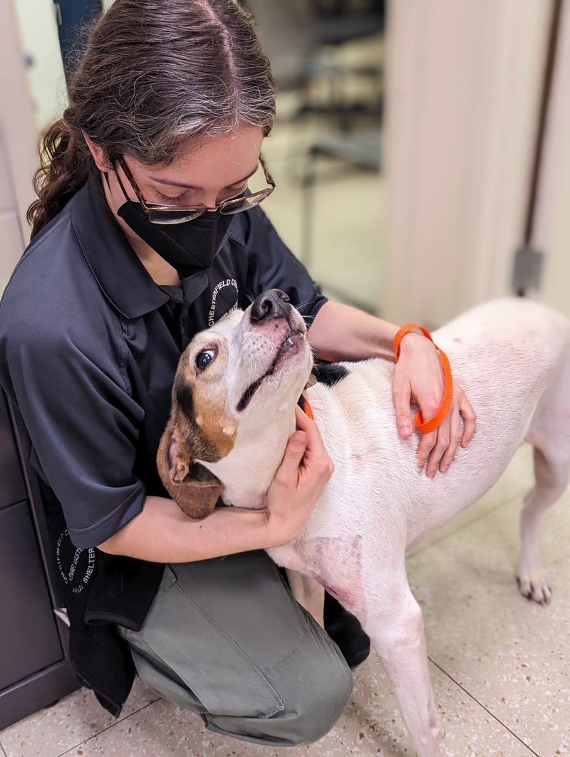 Chesterfield County Animal Service