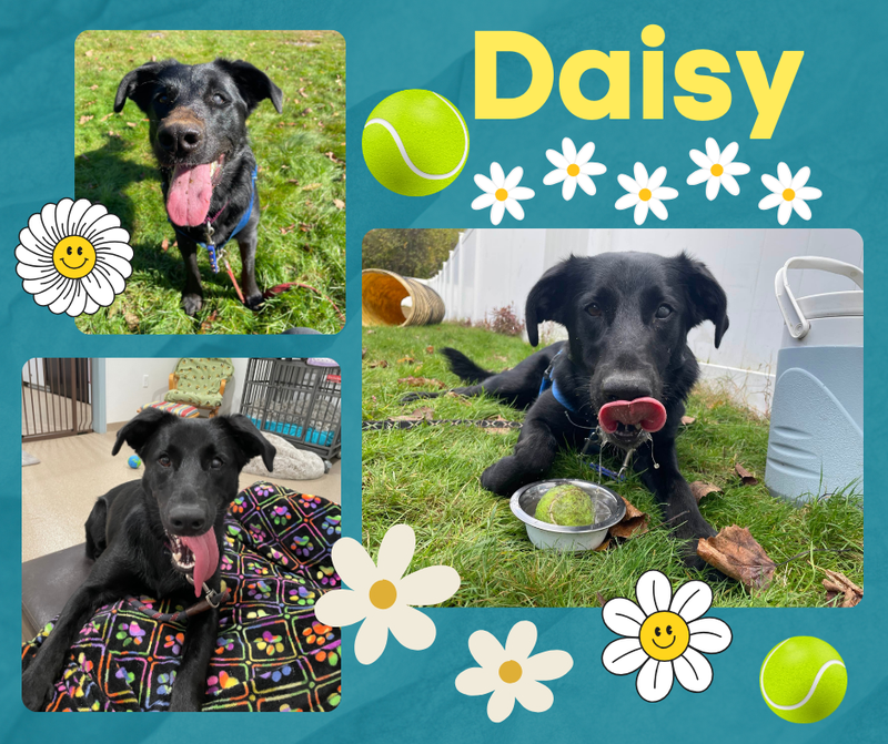 Daisy
