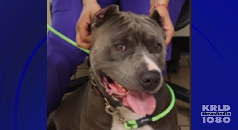 Animal Cruelty detectives continue the search for the gunman who shot a dog in South Dallas