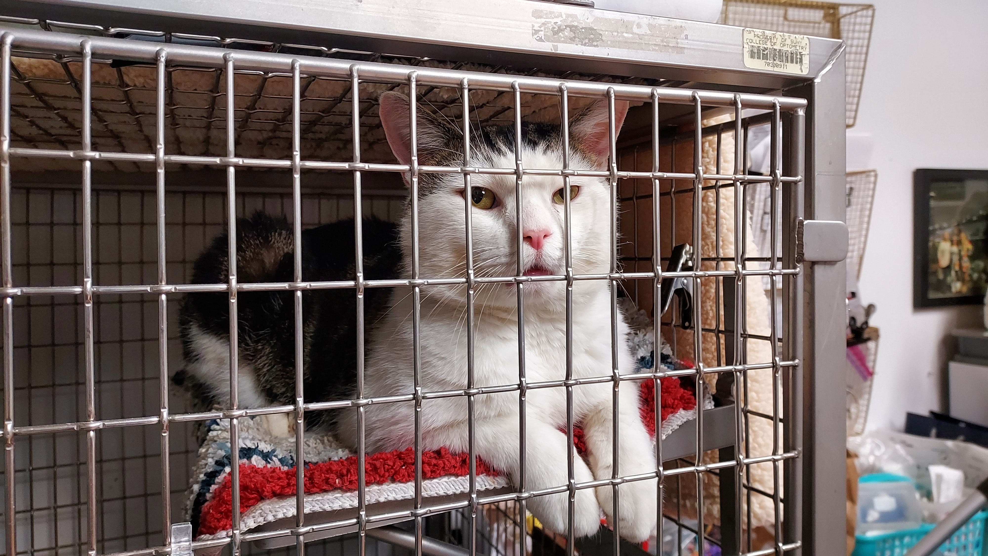 Queens-based animal rescue needs $20,000 for repairs at Middle Village shelter