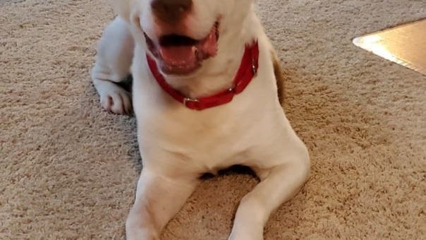 Adopt for FREE in Detroit during special 'Dog Days of Summer' weekend