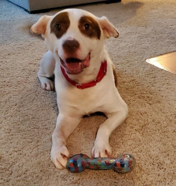 Dave is looking for a home