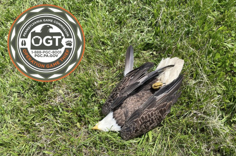 Bald eagle dead in Washington County