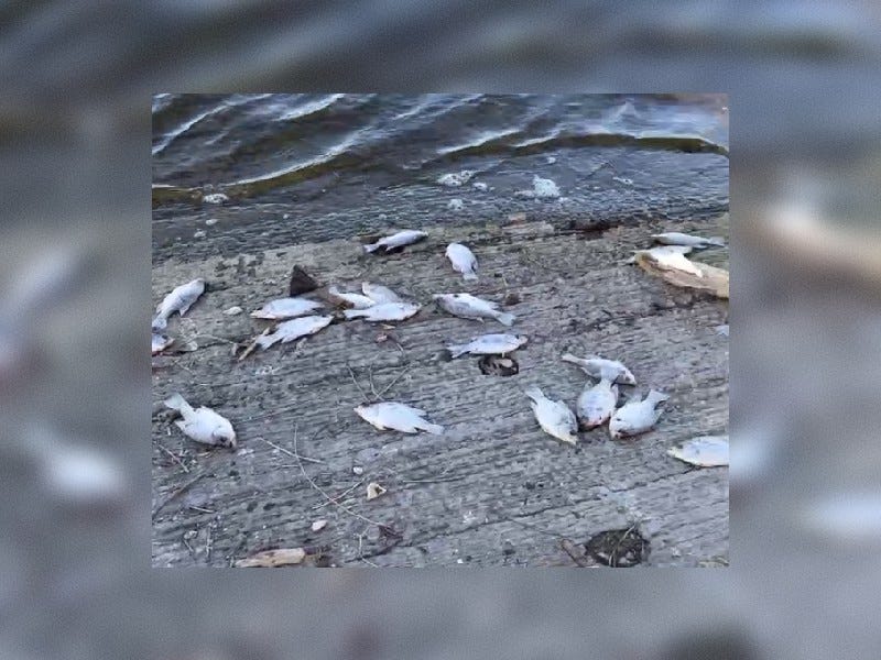 Dead fish washed up on shores of Belleville Lake in Van Buren Township.