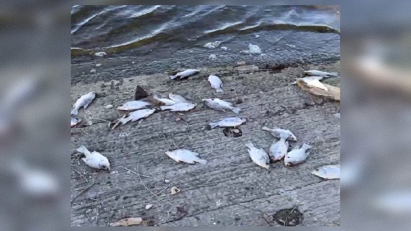 At least 10K fish have washed ashore on Belleville Lake. Officials say dam is to blame, not chemicals from Ohio train derailment