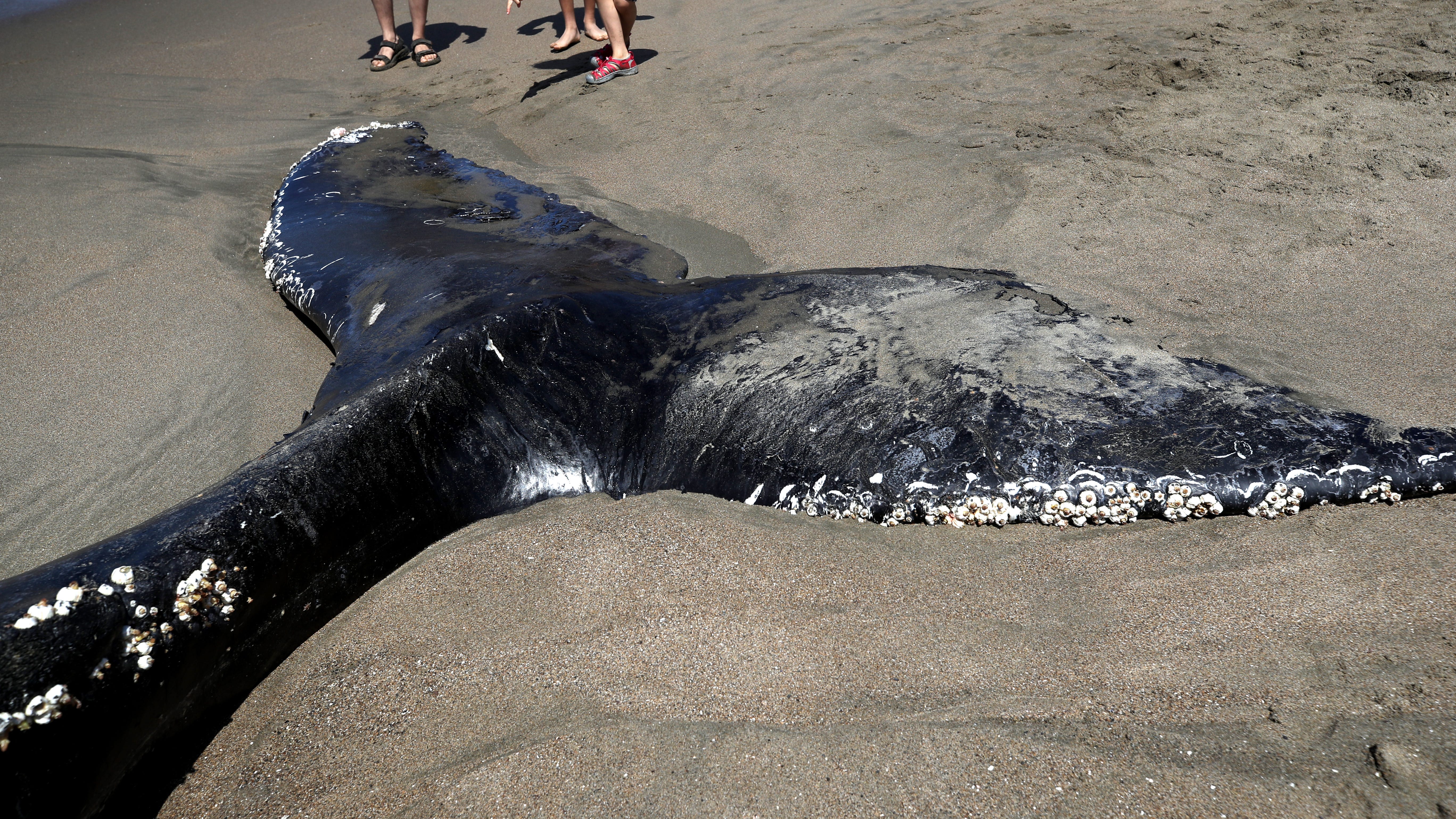 Dead whale washes ashore at Pacifica beach
