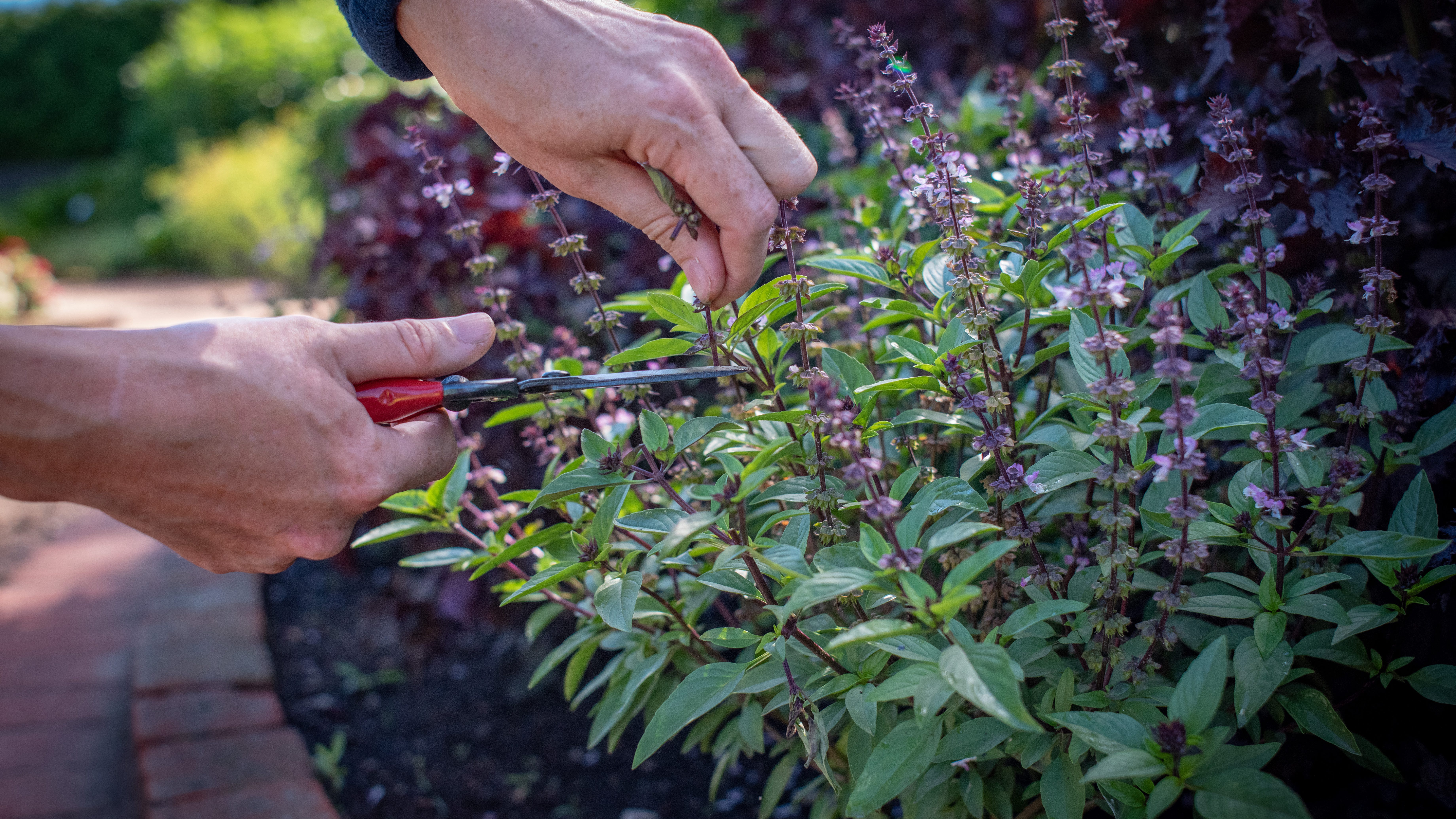 How to grow your own basil: a guide