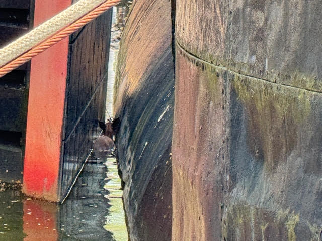 Firefighters save deer trapped in the water at Naval Park