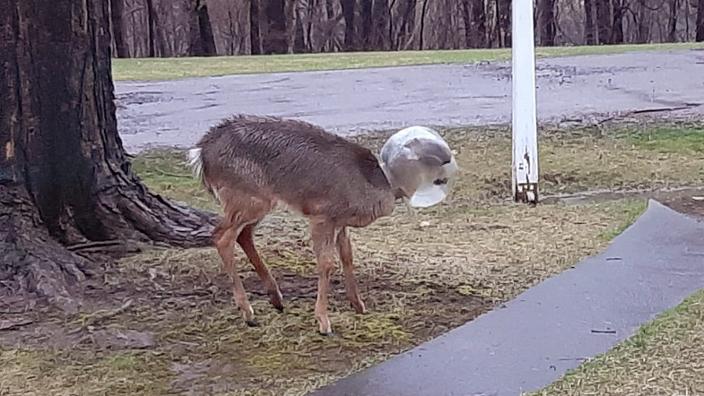 Deer with plastic stuck on its head wandering around North Hills