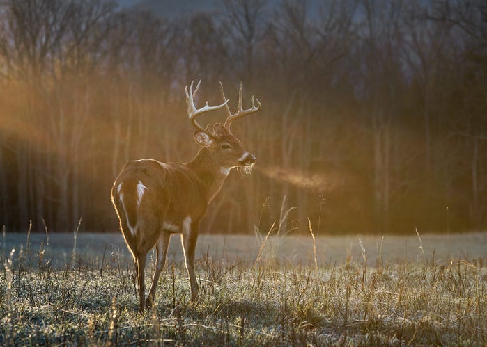 Deer