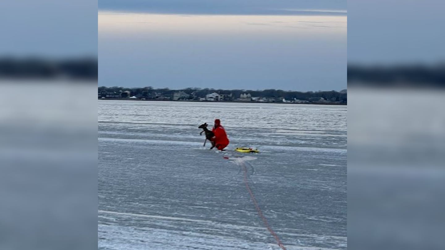 PHOTOS: Police use sled to rescue deer from icy bay on Long Island