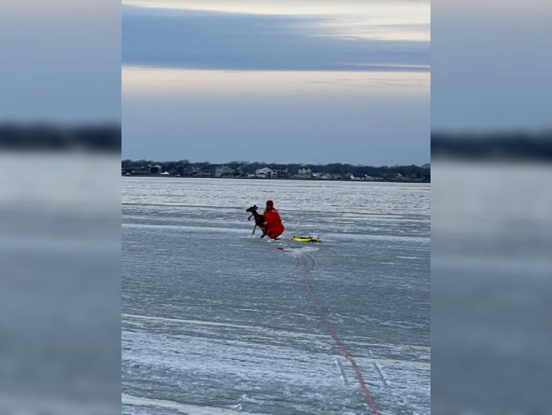 Suffolk County Police officer Robert King used a sled to cross the ice and rescue the fawn