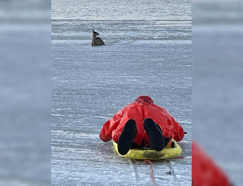The deer was stuck in the ice-covered Narrow Bay, off Smith Point County Park, in Shirley on Sunday afternoon