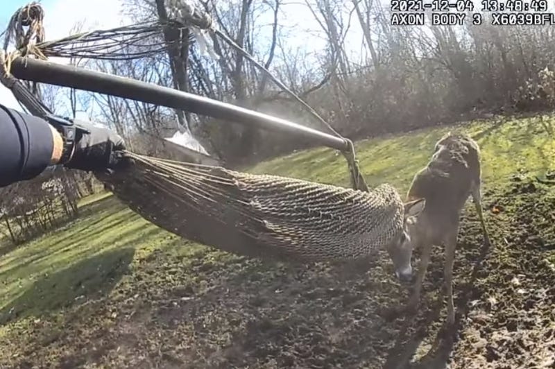 Buck stuck in a hammock in Livonia