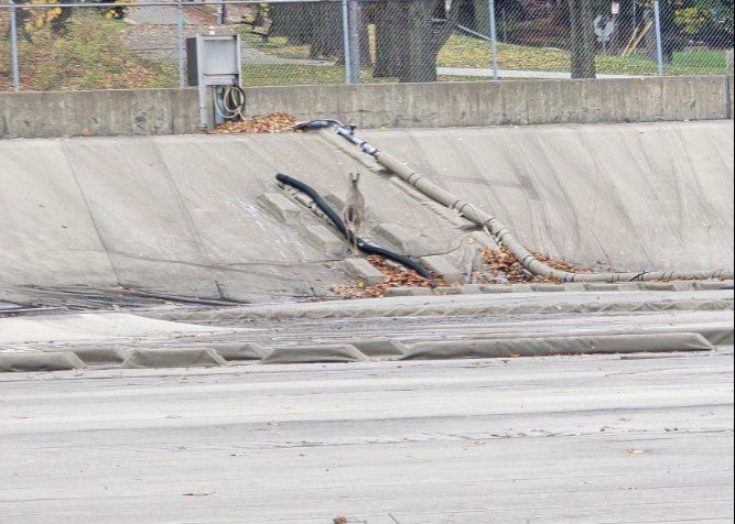 Deer trapped at Highland Park Reservoir