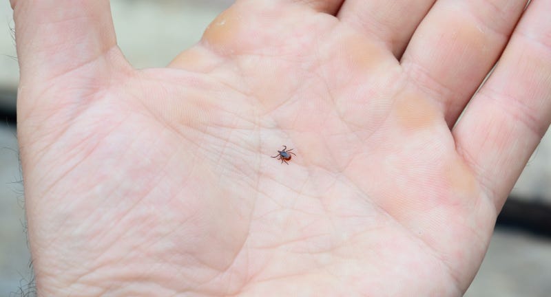 tick season