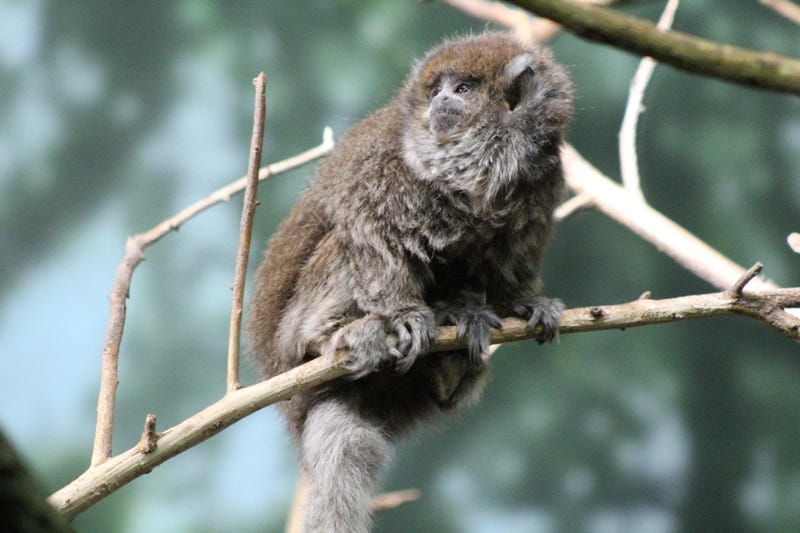 Gray Titi Monkey Delasol