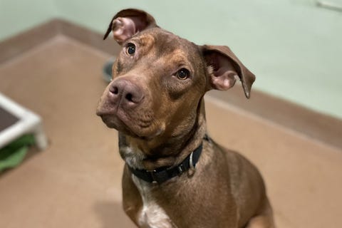 Delia is a 1-year-old Labrador/Doberman mix. She weighs 55.8 pounds.