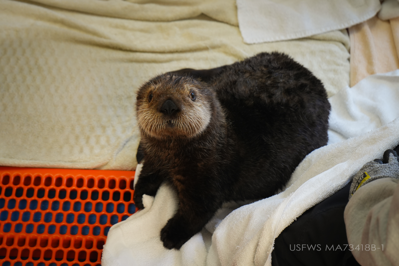 Sea Otter, Minnesota Zoo